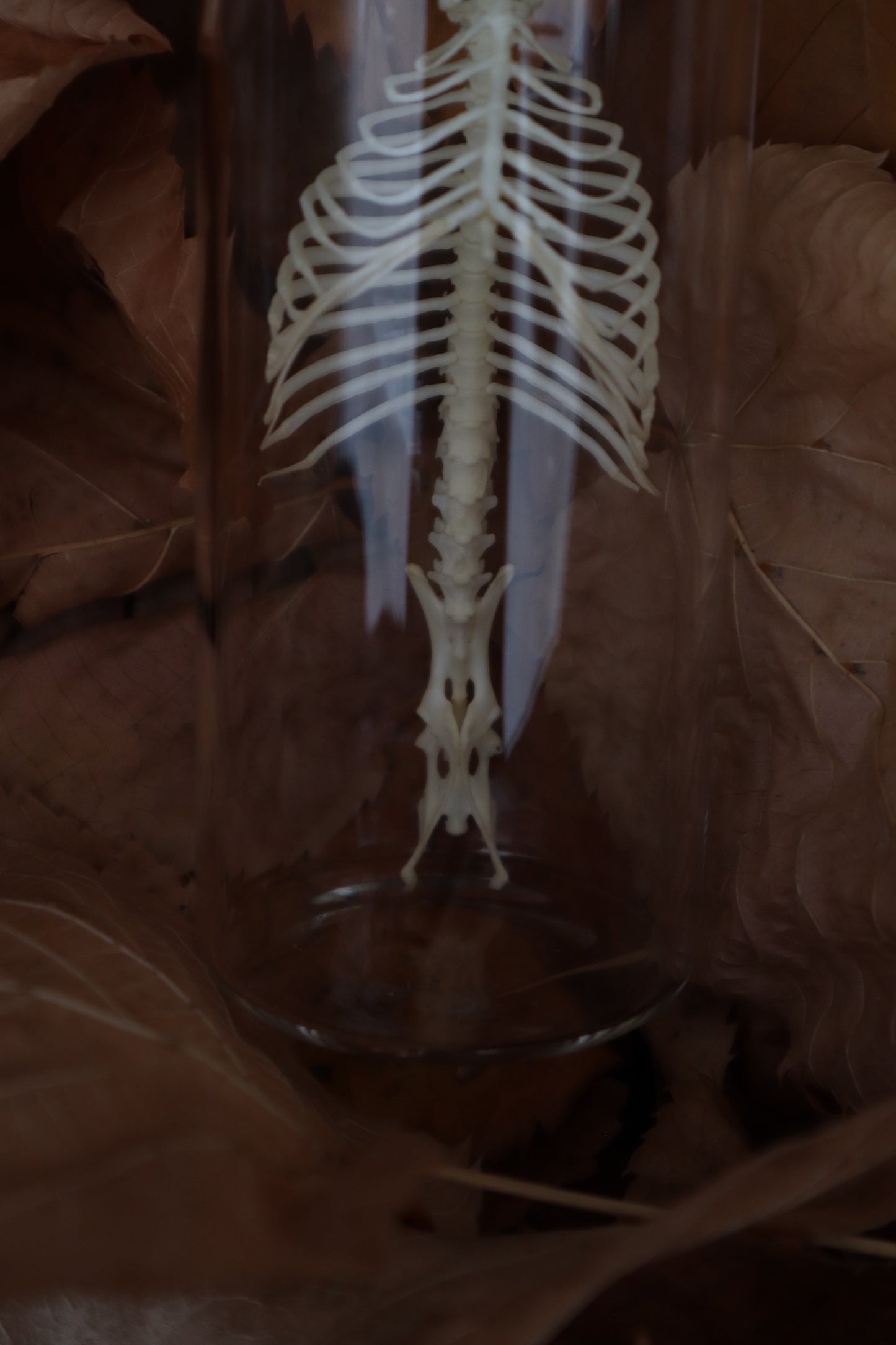 Mole Skull and Articulated Spinal Column