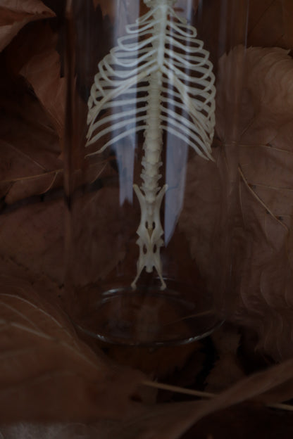 Mole Skull and Articulated Spinal Column