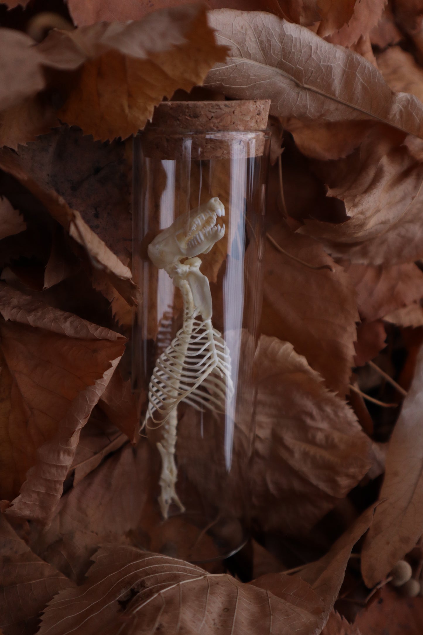 Mole Skull and Articulated Spinal Column