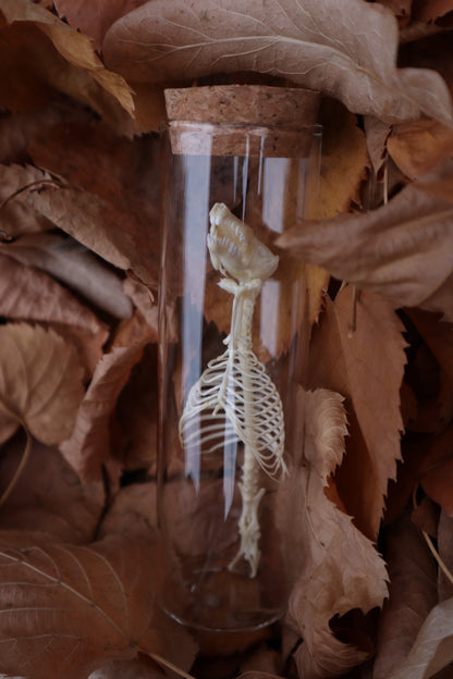 Mole Skull and Articulated Spinal Column