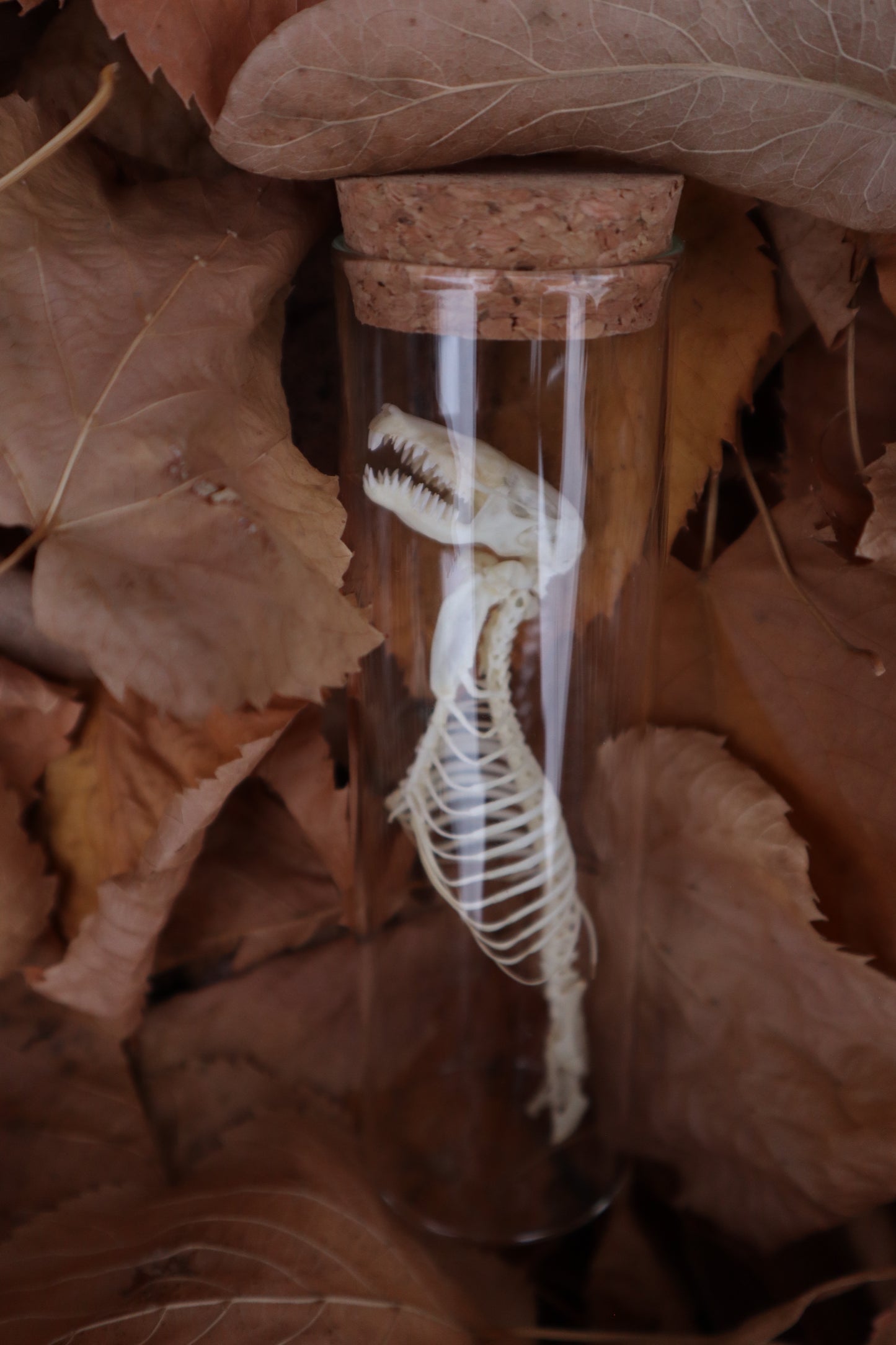 Mole Skull and Articulated Spinal Column