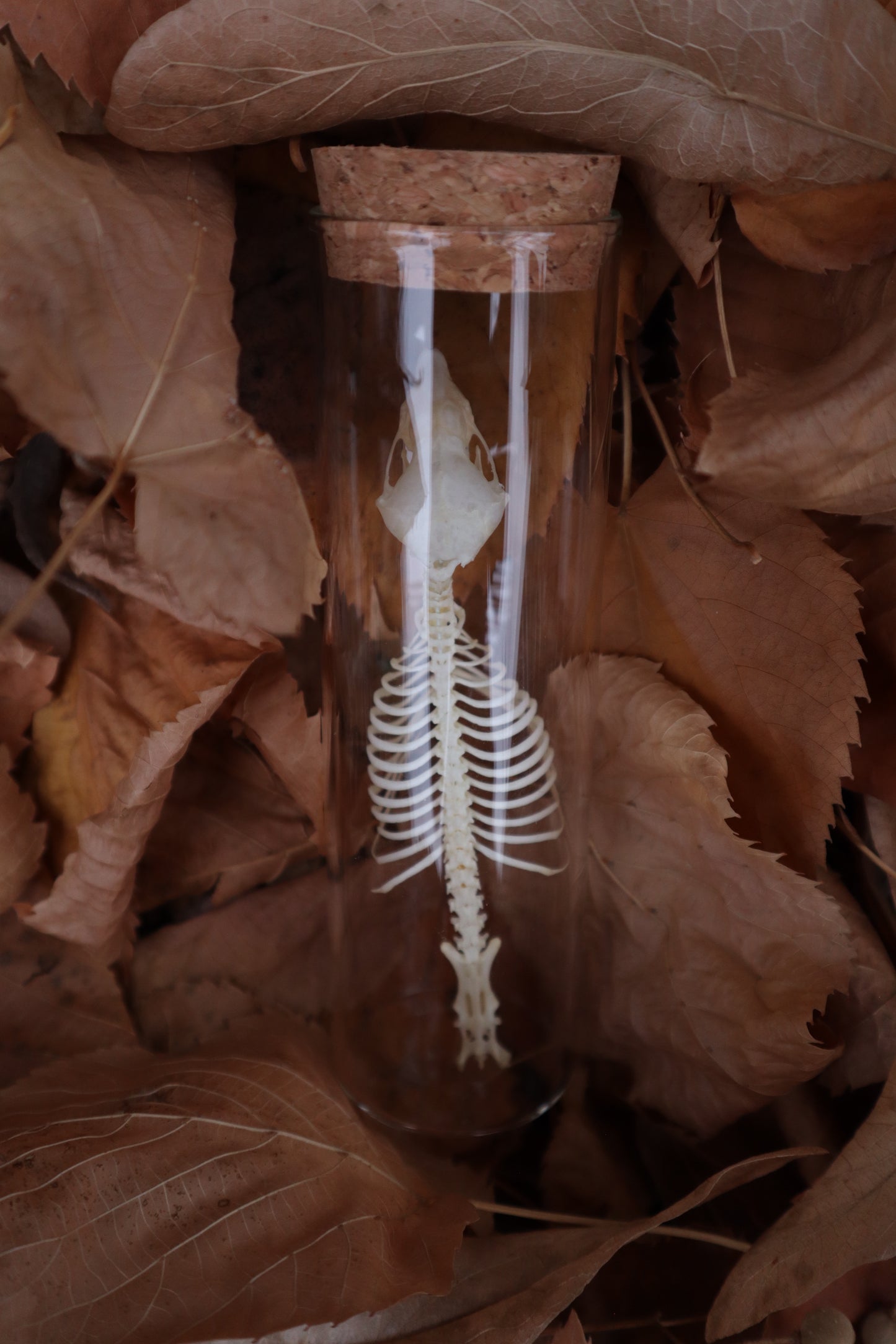 Mole Skull and Articulated Spinal Column