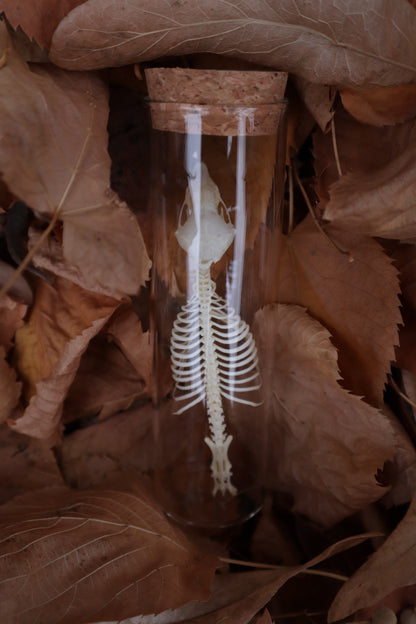 Mole Skull and Articulated Spinal Column