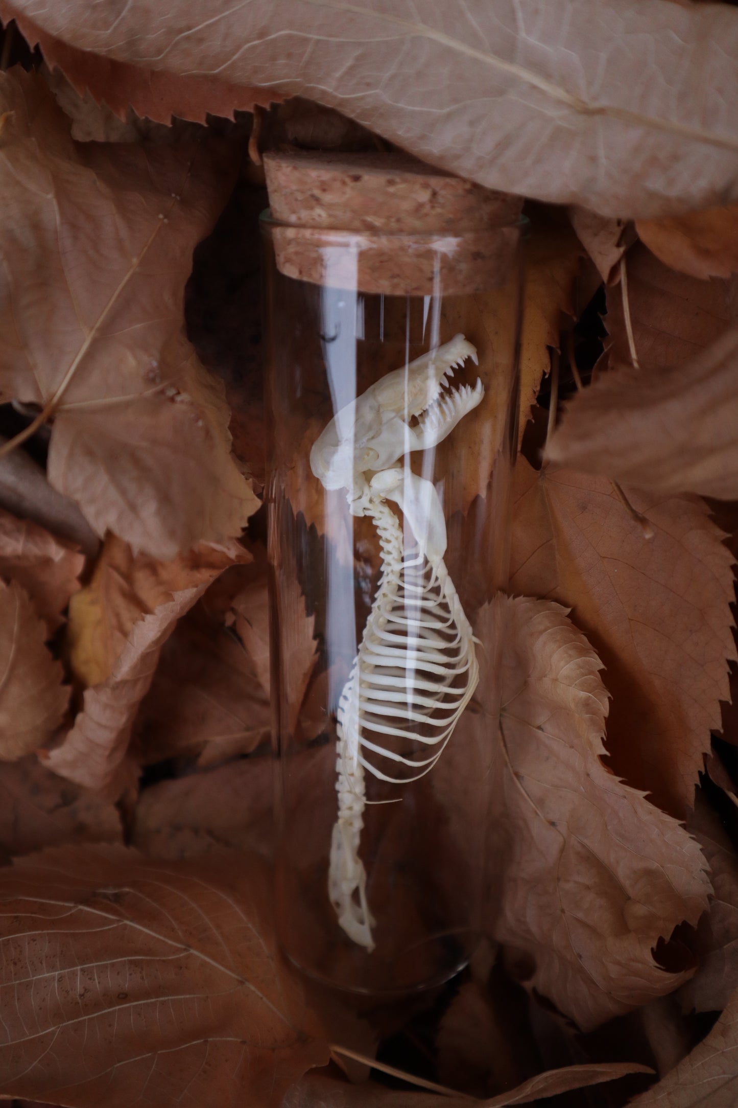 Mole Skull and Articulated Spinal Column