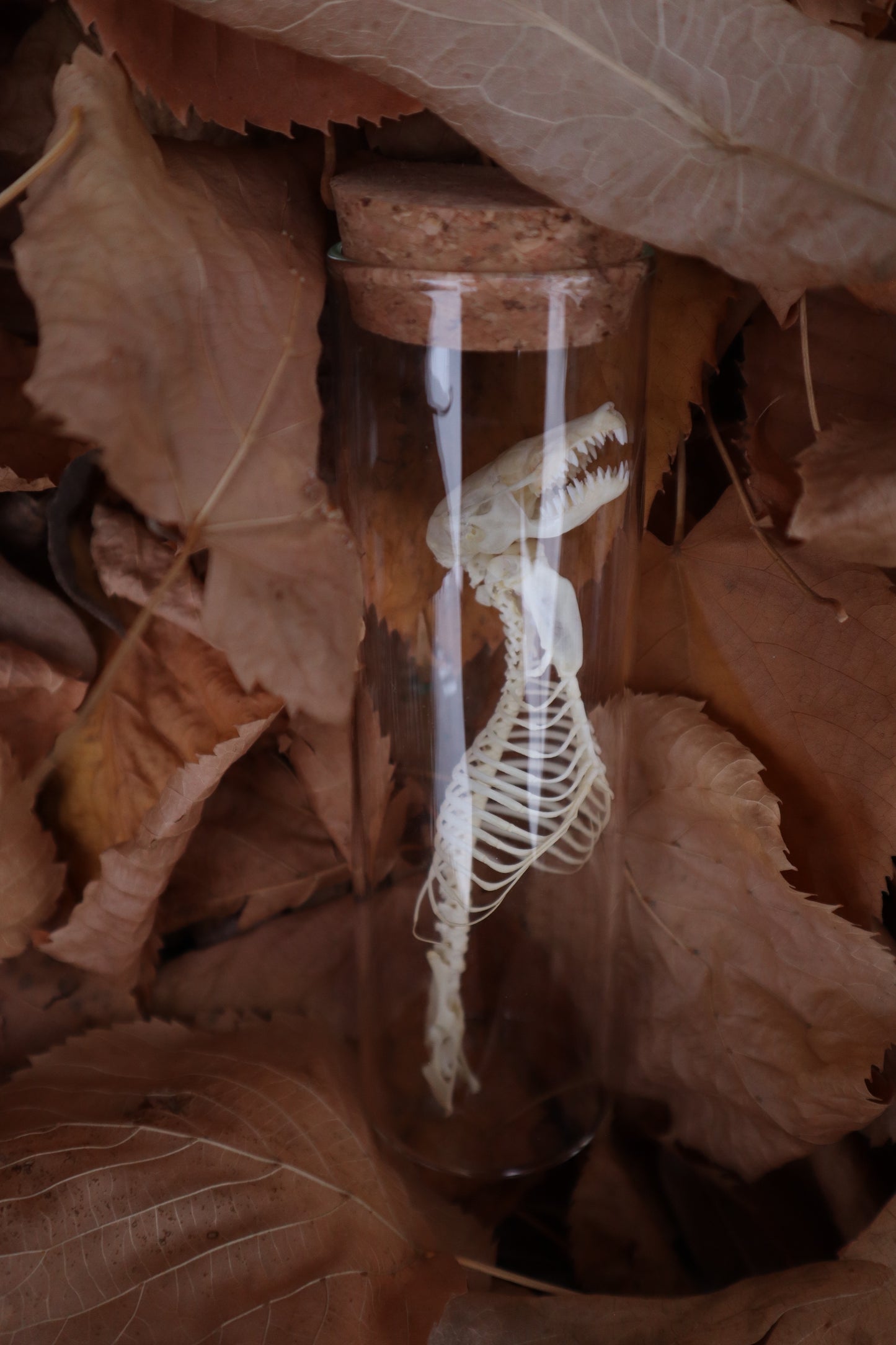 Mole Skull and Articulated Spinal Column