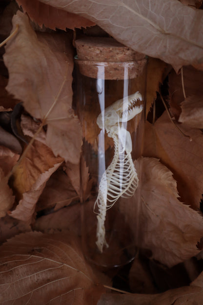 Mole Skull and Articulated Spinal Column