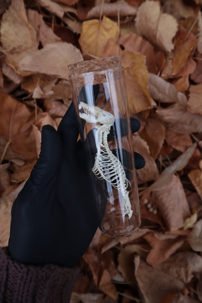 Mole Skull and Articulated Spinal Column