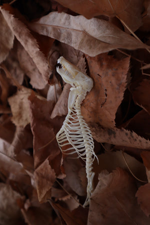 Mole Skull and Articulated Spinal Column