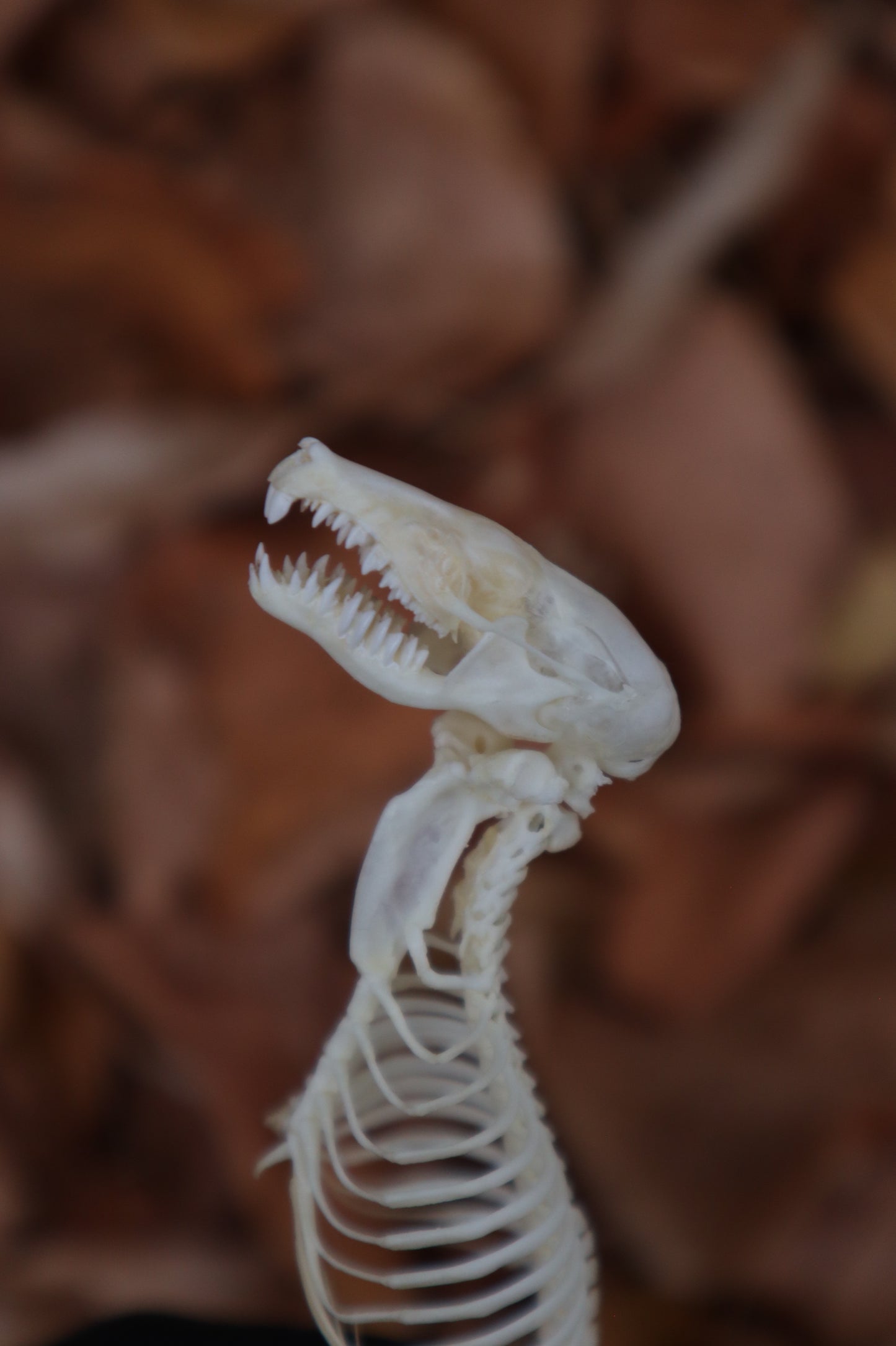 Mole Skull and Articulated Spinal Column
