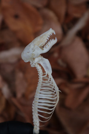 Mole Skull and Articulated Spinal Column