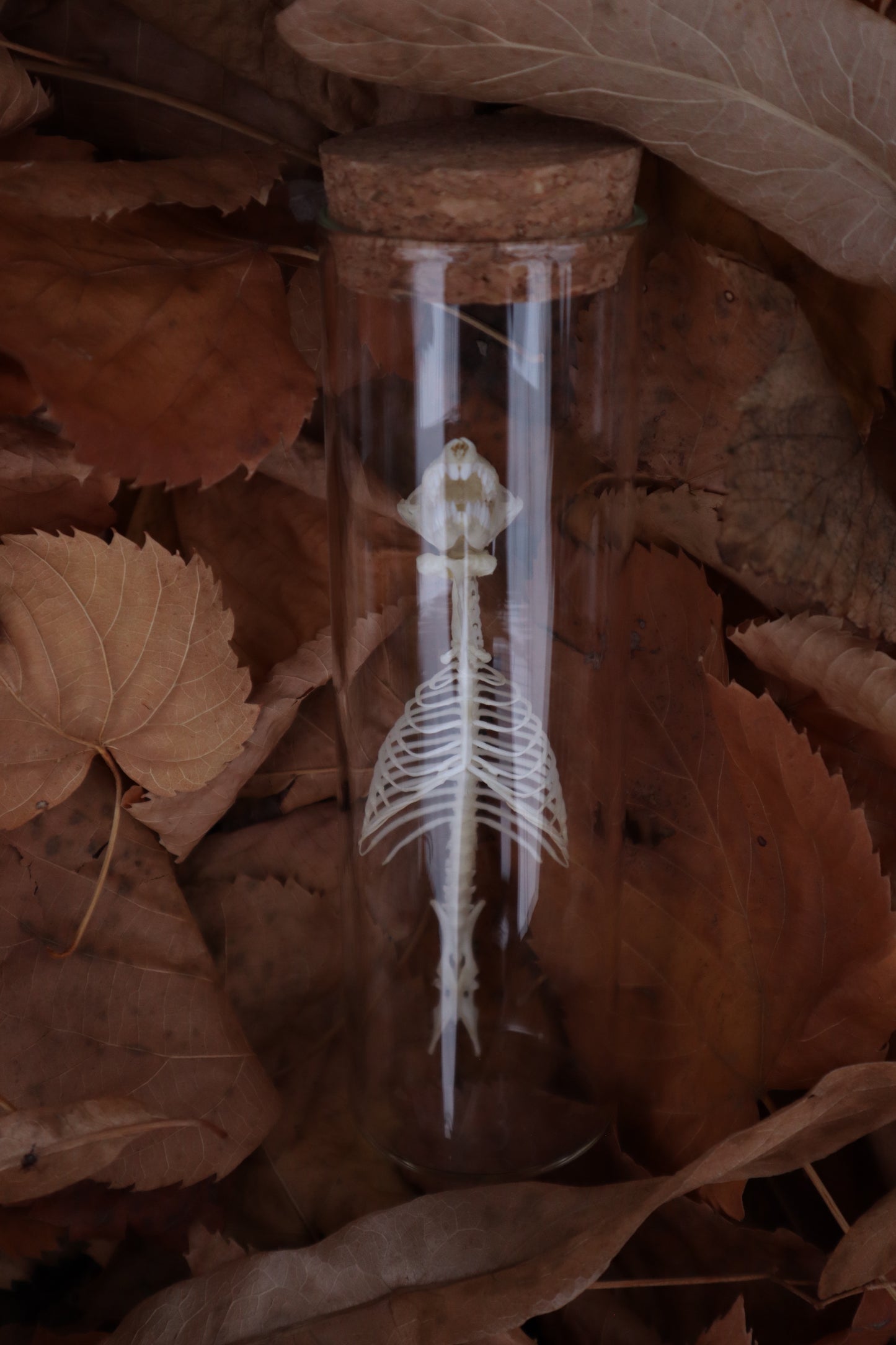 Mole Skull and Articulated Spinal Column
