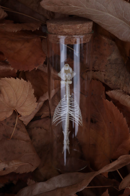 Mole Skull and Articulated Spinal Column