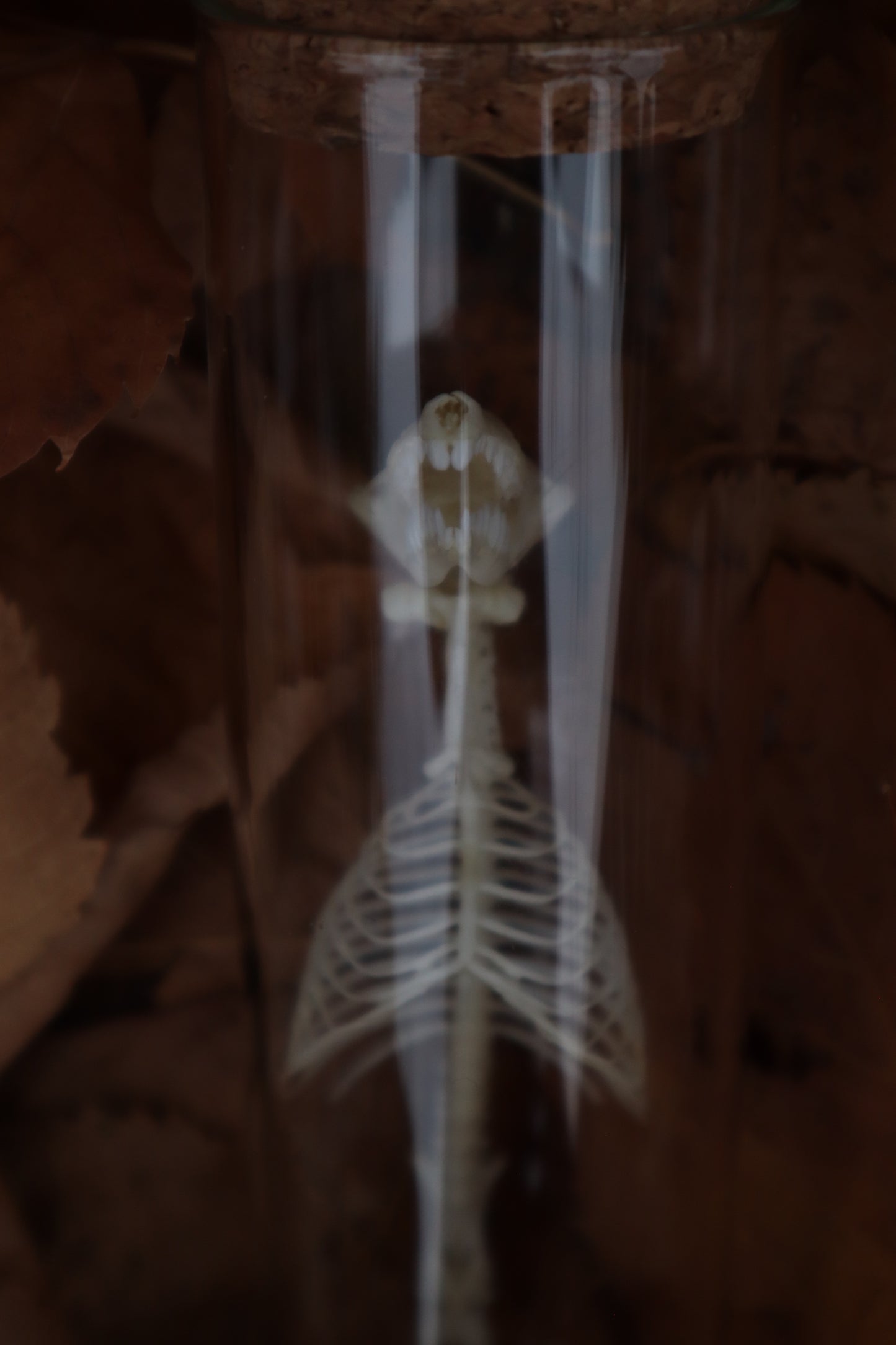 Mole Skull and Articulated Spinal Column