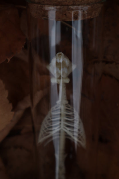 Mole Skull and Articulated Spinal Column