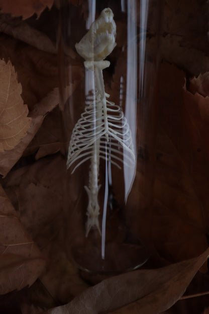 Mole Skull and Articulated Spinal Column