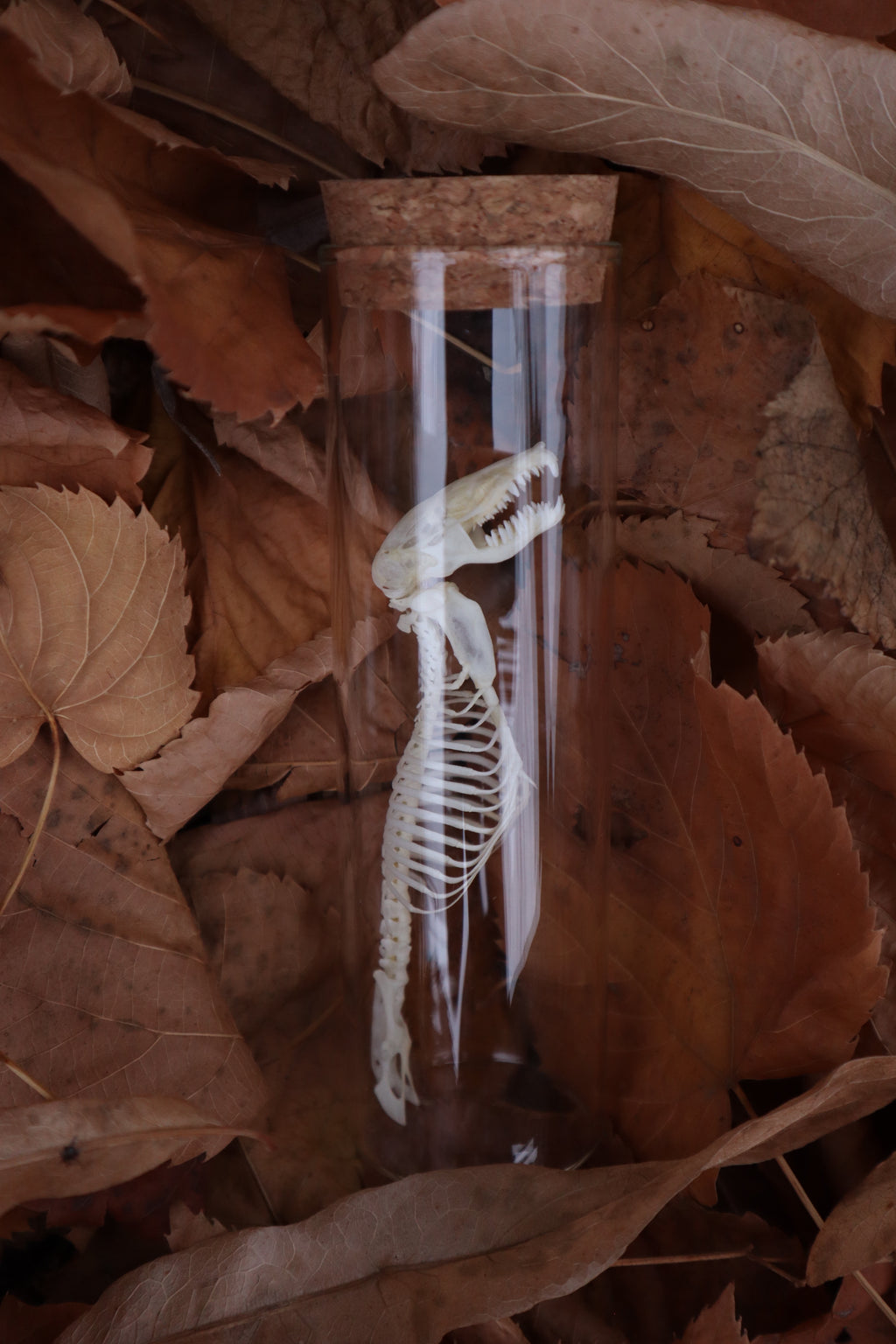 Mole Skull and Articulated Spinal Column
