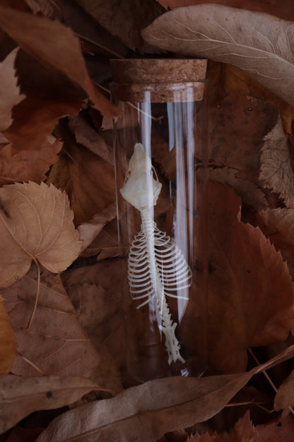 Mole Skull and Articulated Spinal Column