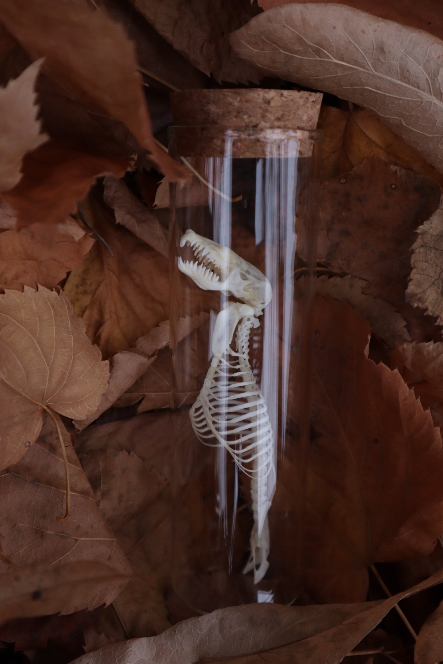 Mole Skull and Articulated Spinal Column