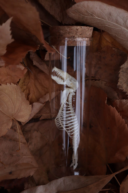 Mole Skull and Articulated Spinal Column