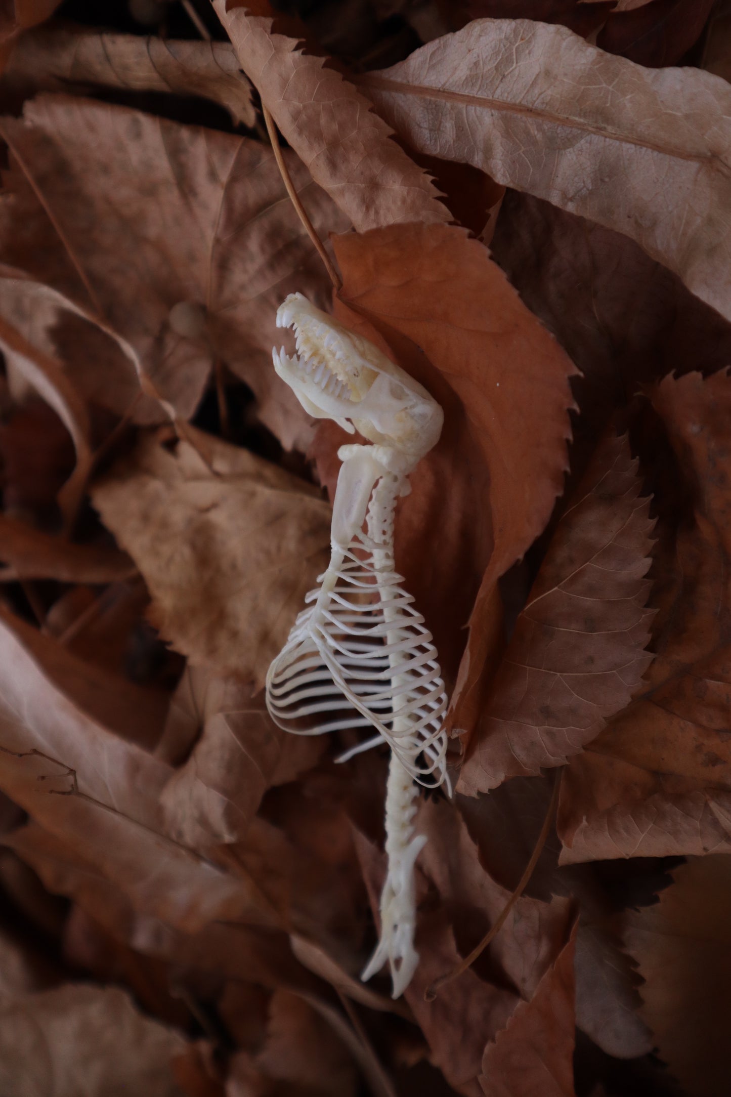 Mole Skull and Articulated Spinal Column