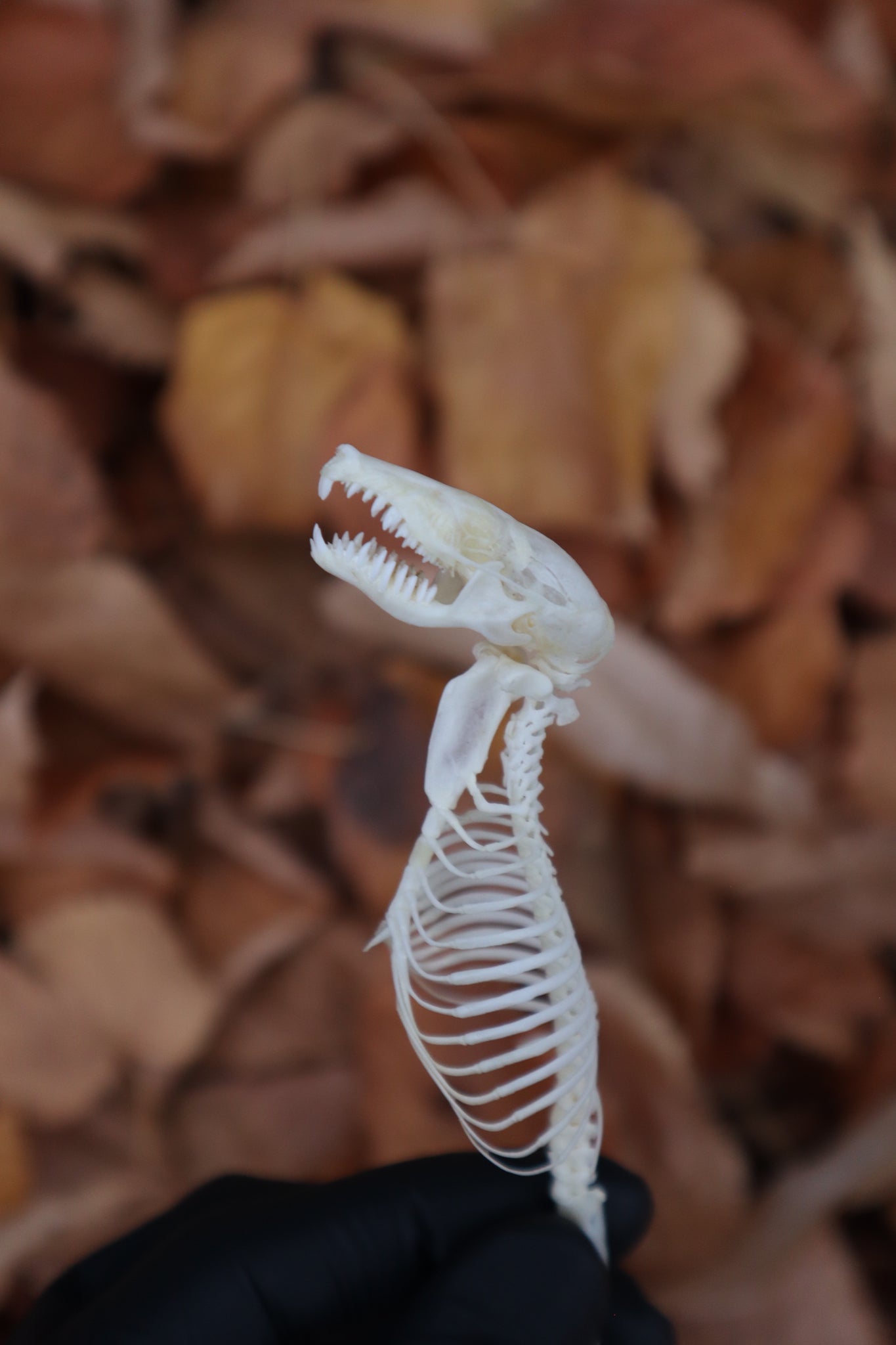 Mole Skull and Articulated Spinal Column