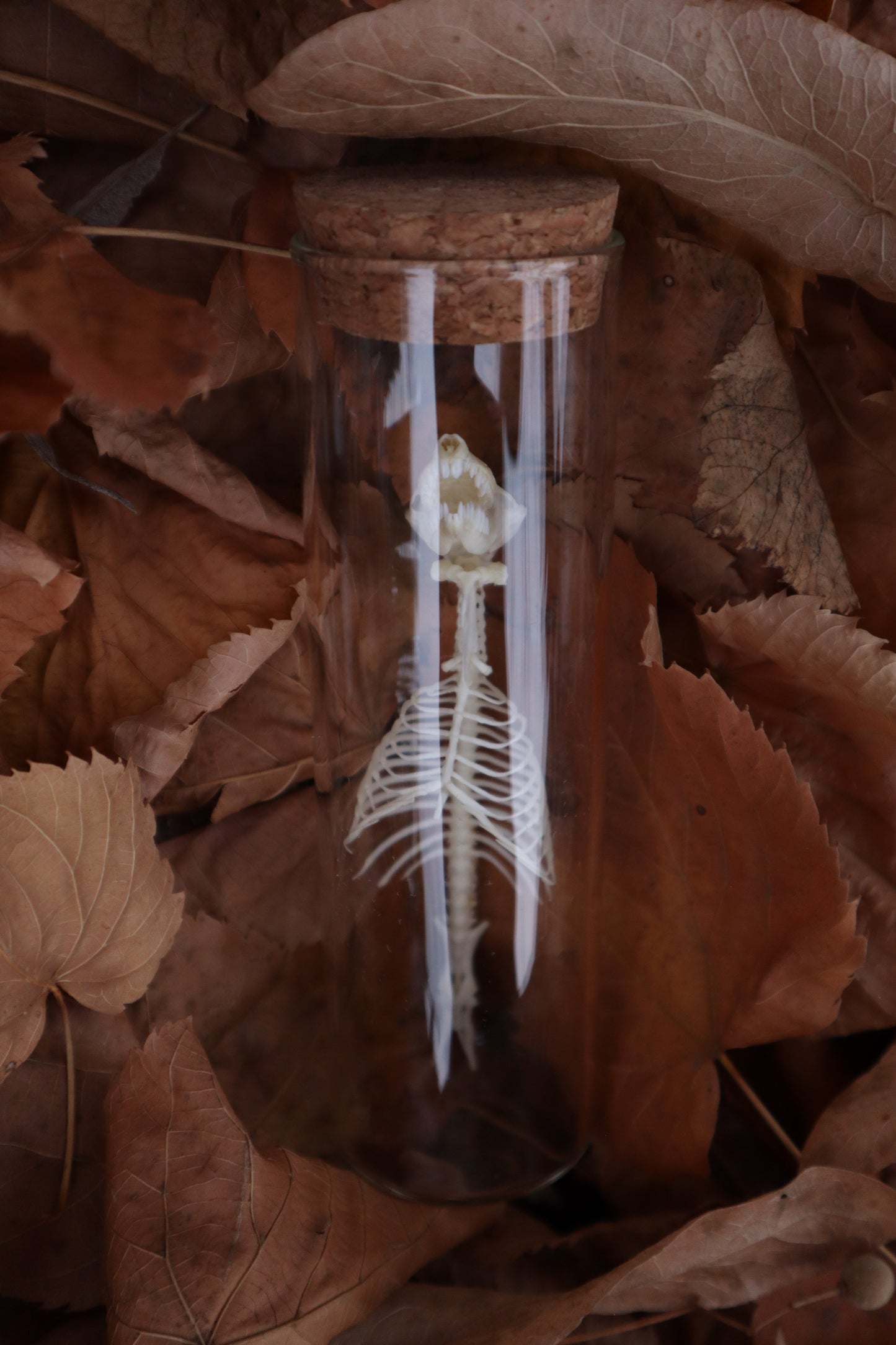 Mole Skull and Articulated Spinal Column