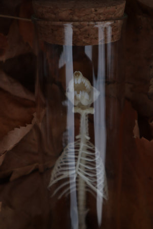 Mole Skull and Articulated Spinal Column