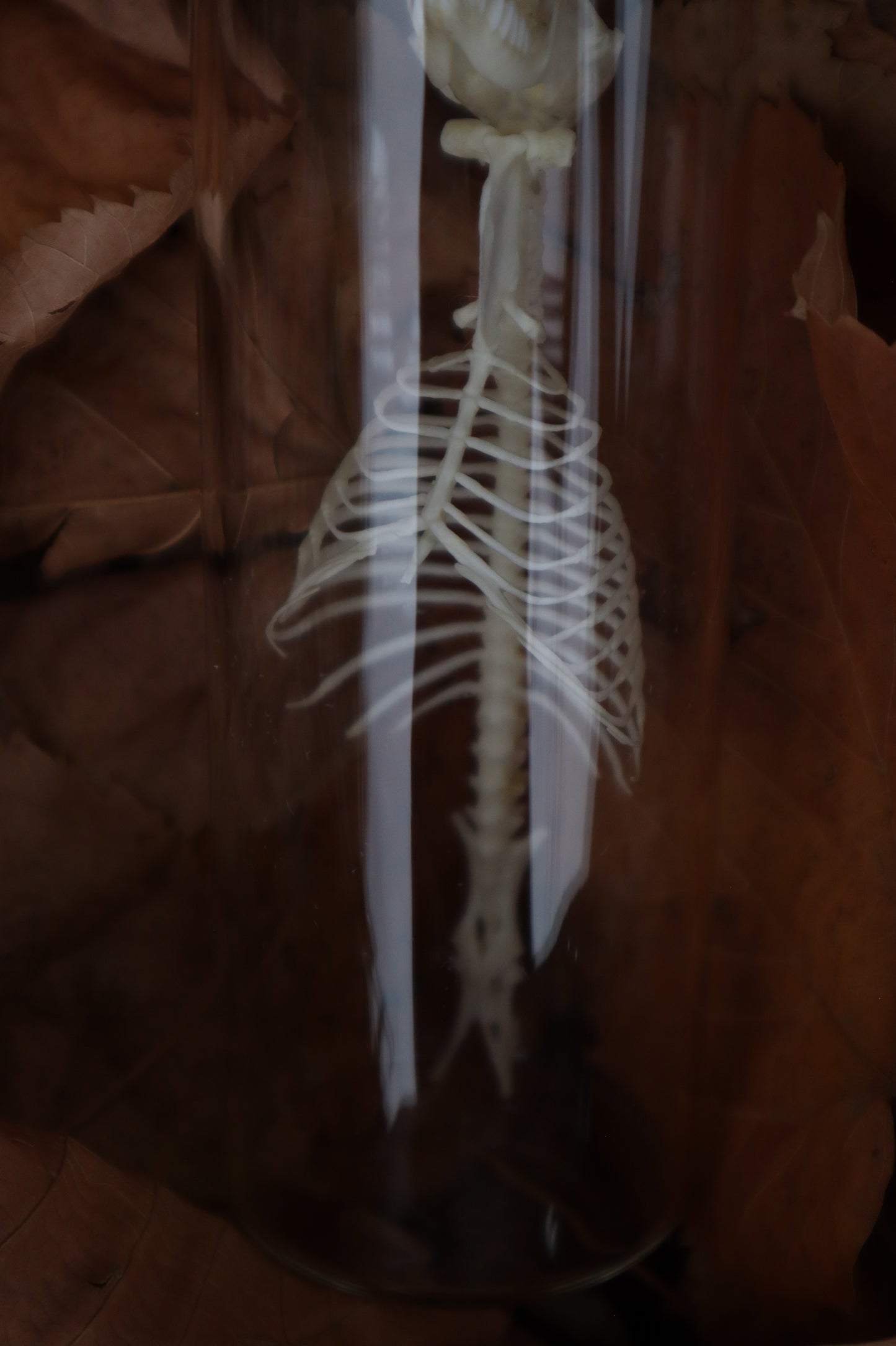 Mole Skull and Articulated Spinal Column