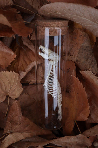 Mole Skull and Articulated Spinal Column