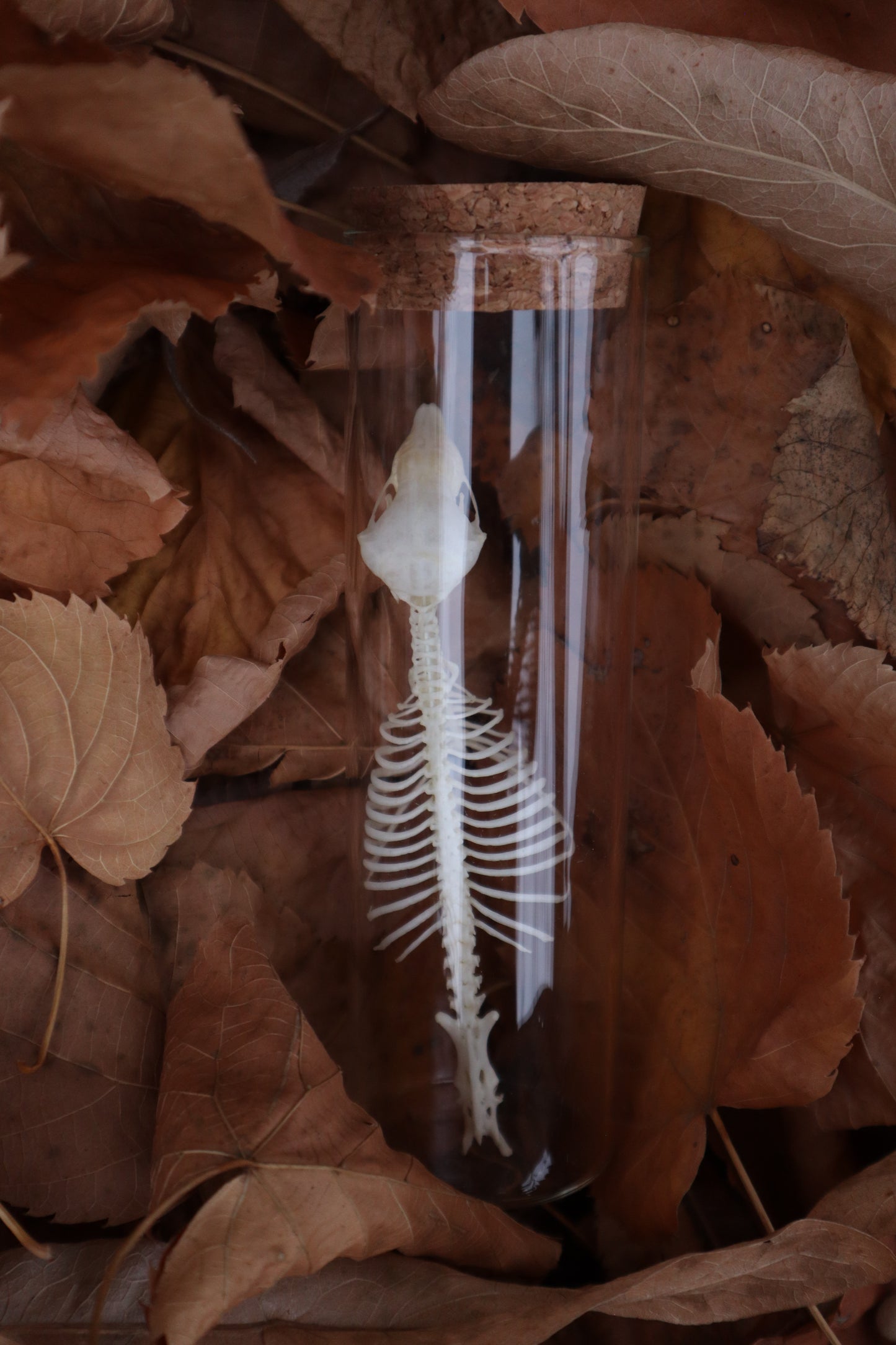 Mole Skull and Articulated Spinal Column
