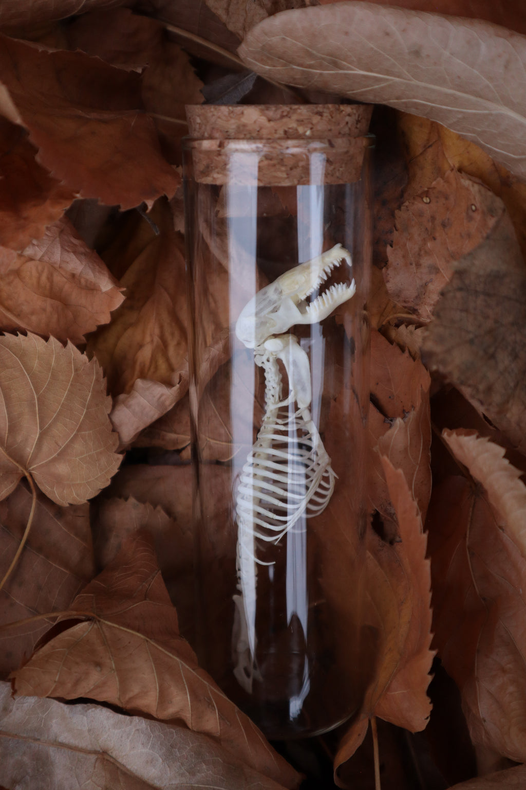 Mole Skull and Articulated Spinal Column