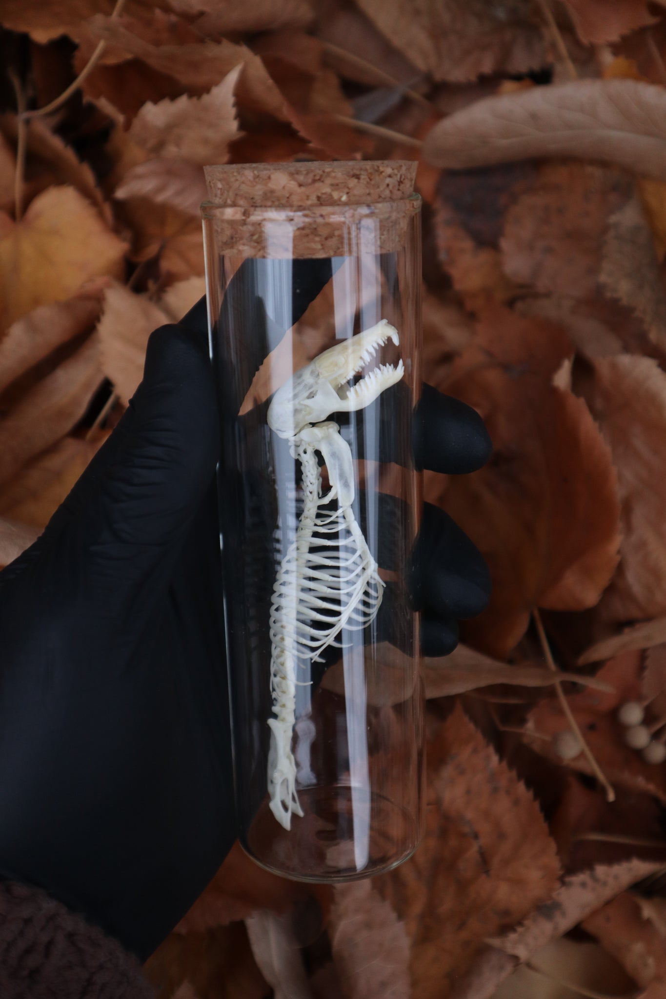 Mole Skull and Articulated Spinal Column