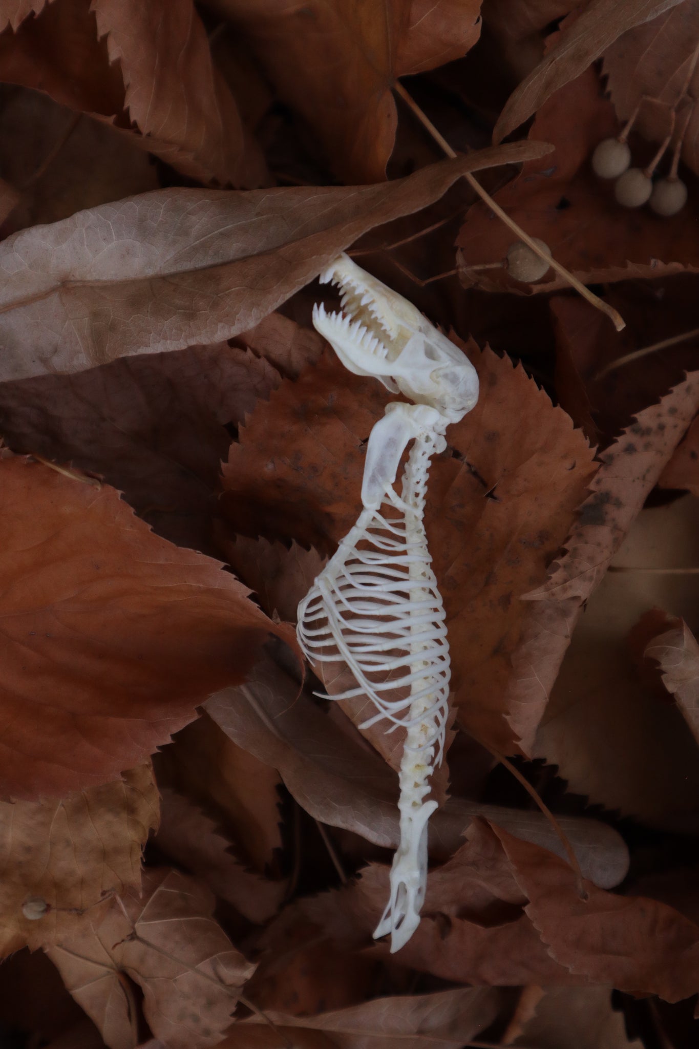 Mole Skull and Articulated Spinal Column