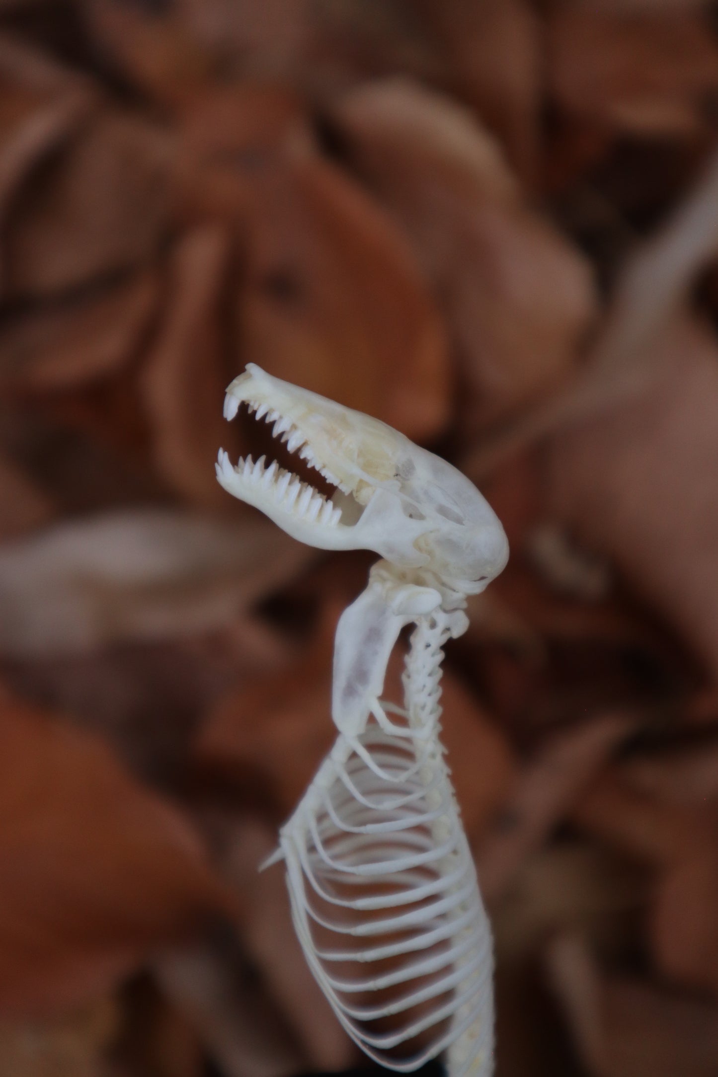 Mole Skull and Articulated Spinal Column