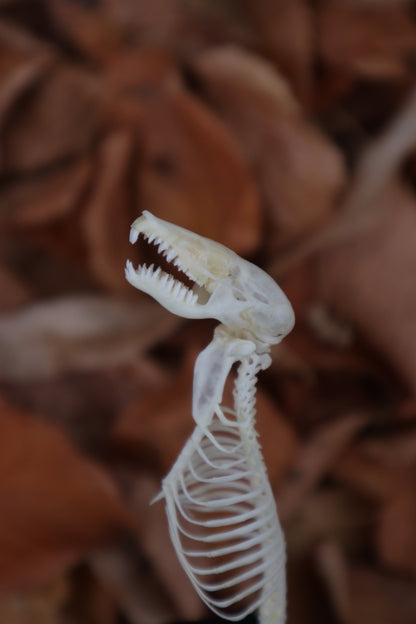 Mole Skull and Articulated Spinal Column