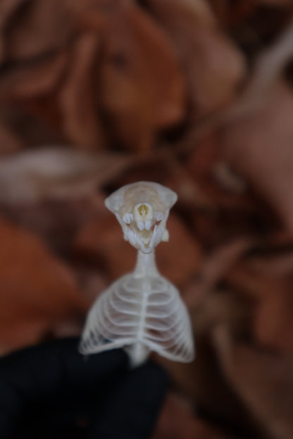 Mole Skull and Articulated Spinal Column