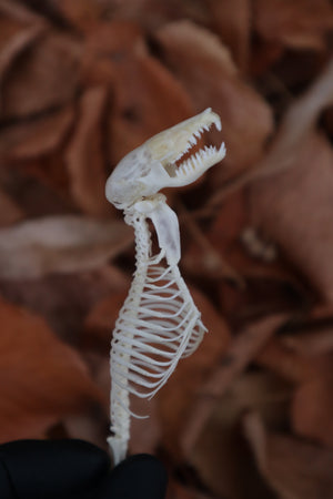 Mole Skull and Articulated Spinal Column