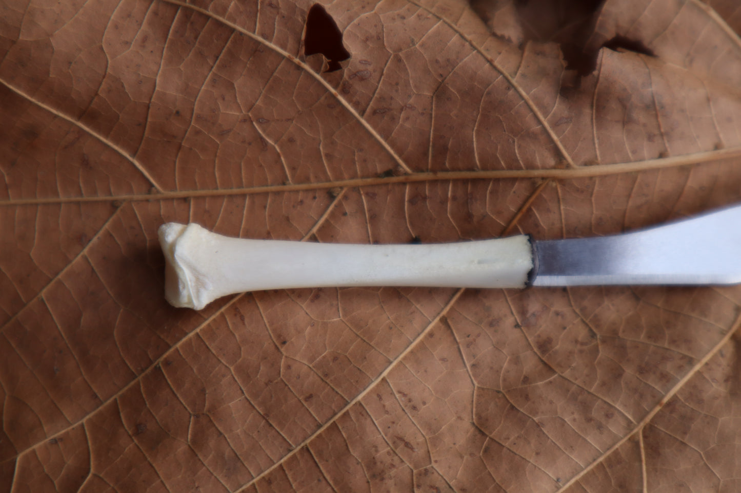 Kitten Tibia Knife