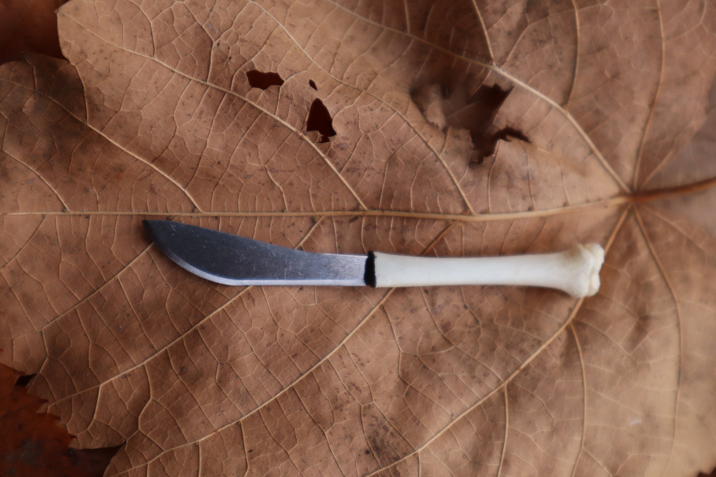 Kitten Tibia Knife