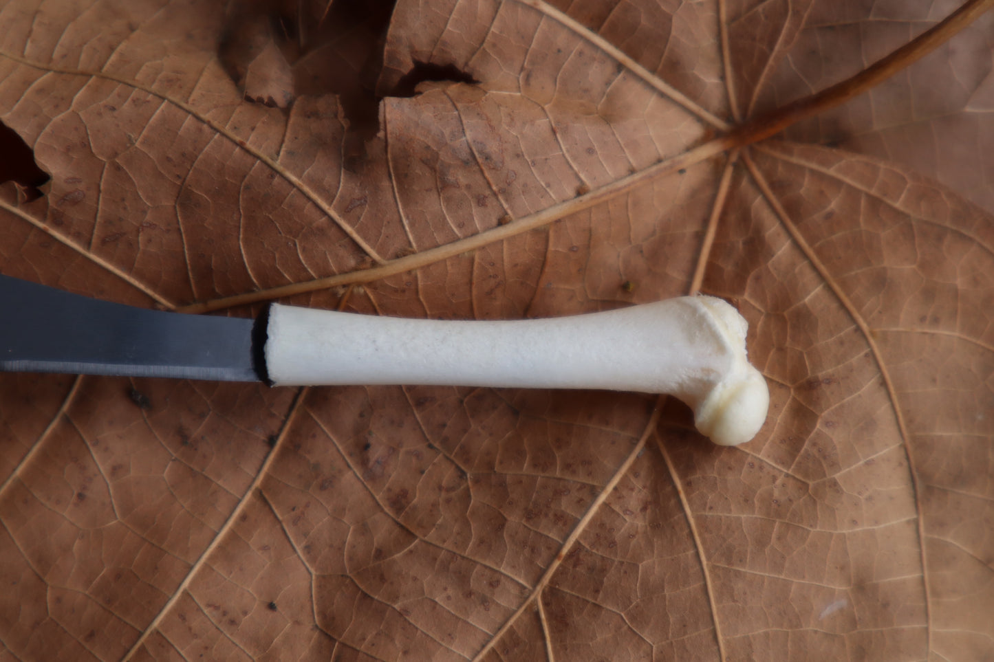 Kitten Femur Knife