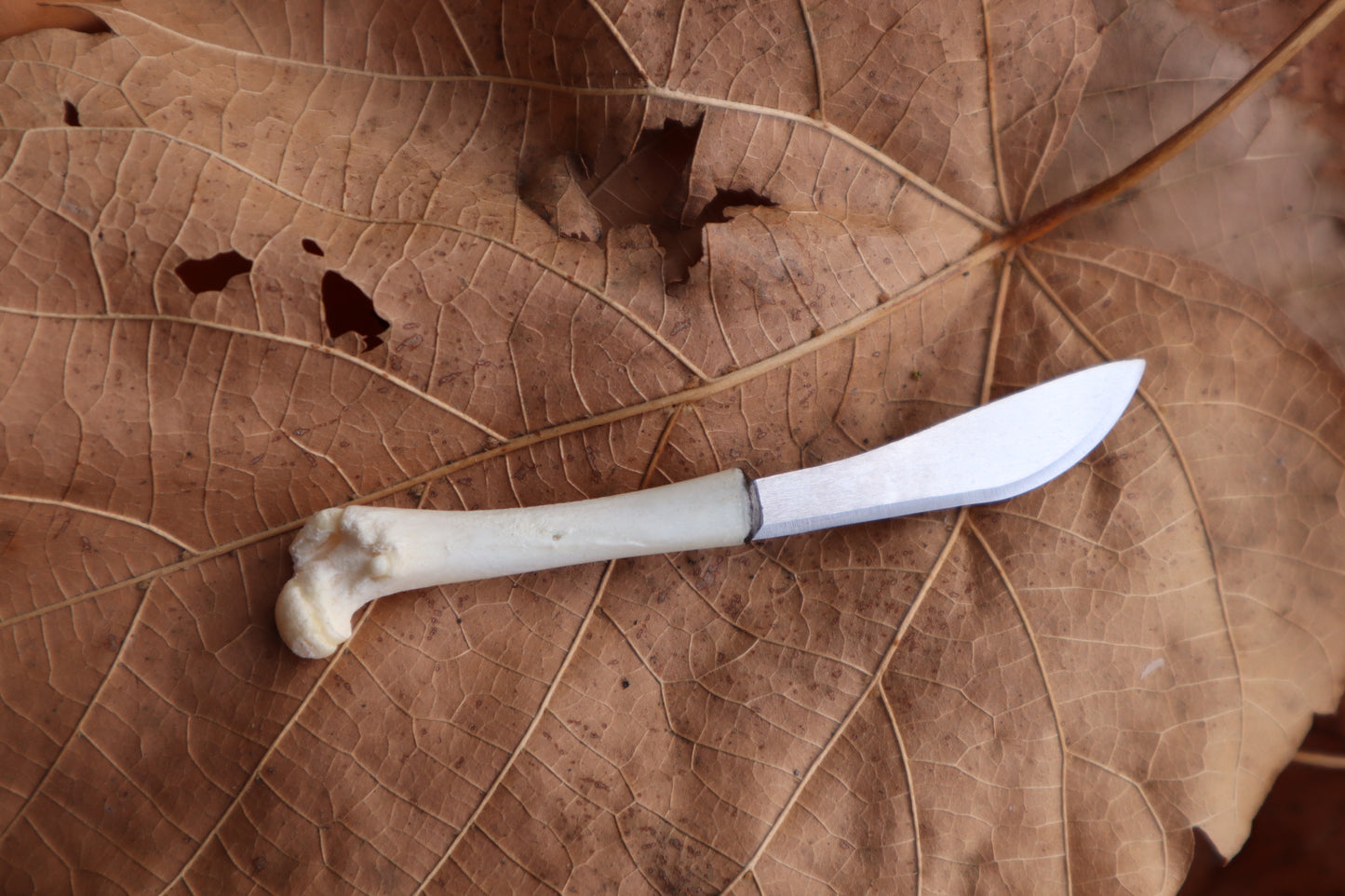 Kitten Femur Knife