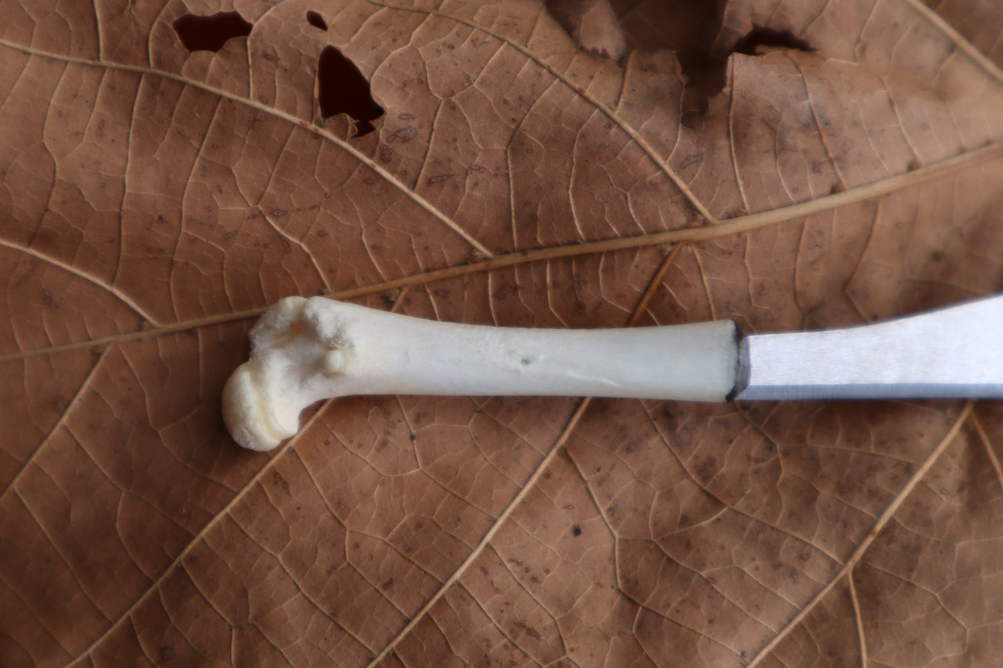 Kitten Femur Knife