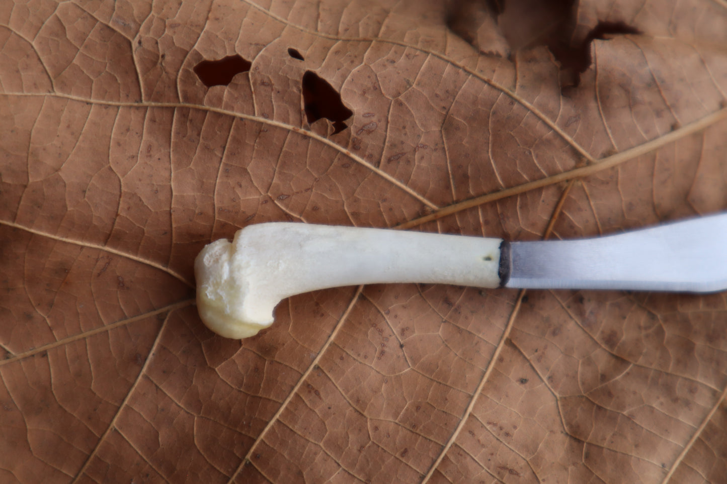 Kitten Humerus Knife