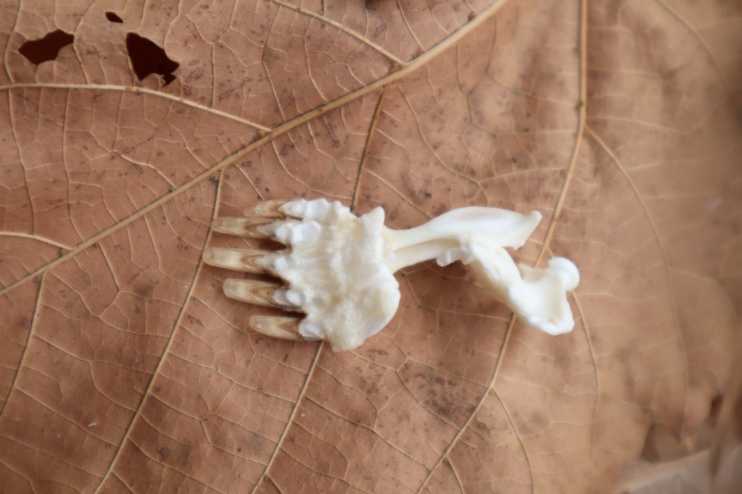 Mole Arm Articulation