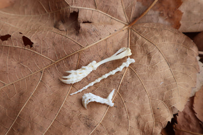 Small Mole Articulations
