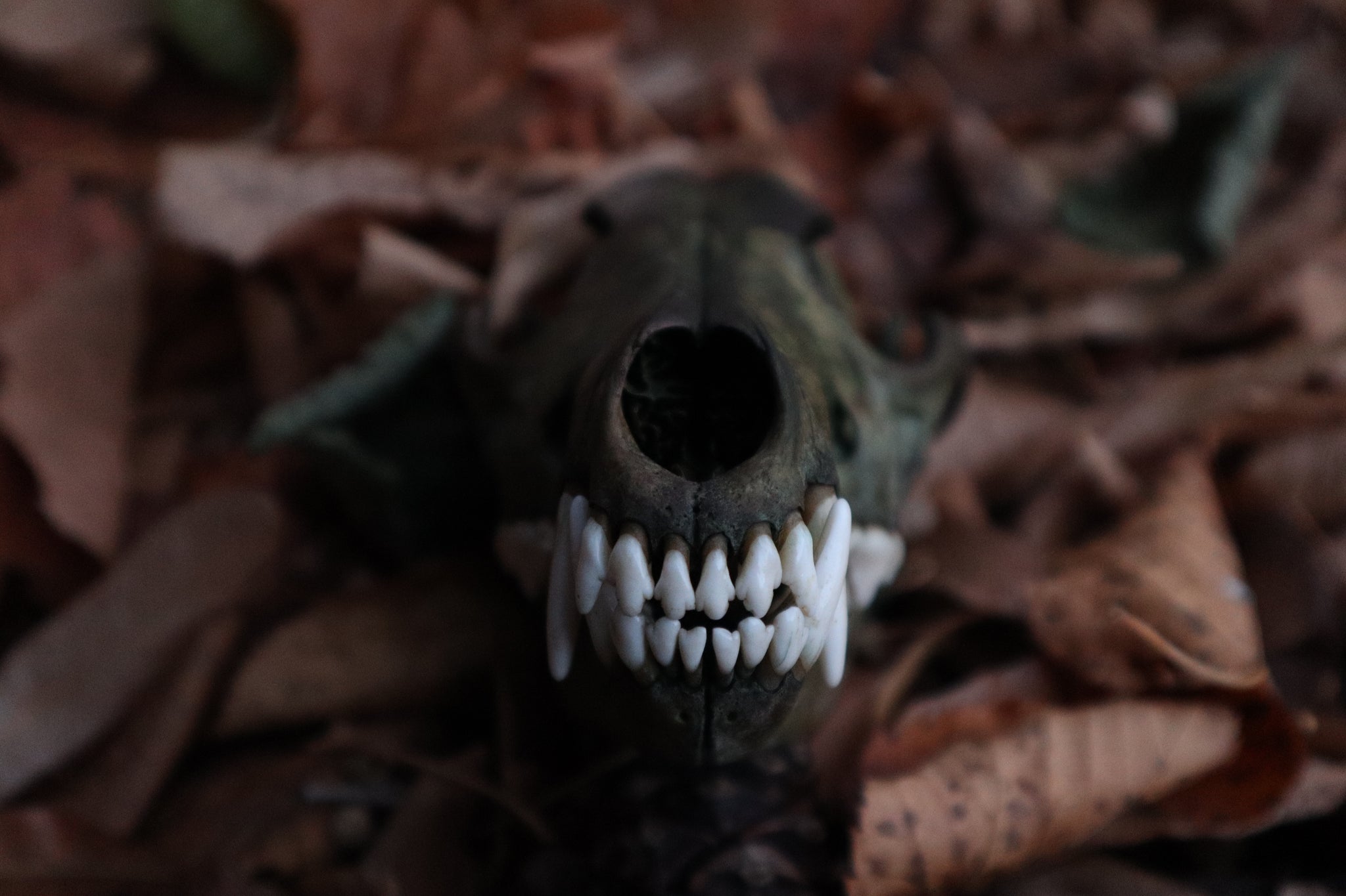 Ancient Grove Coyote Skull