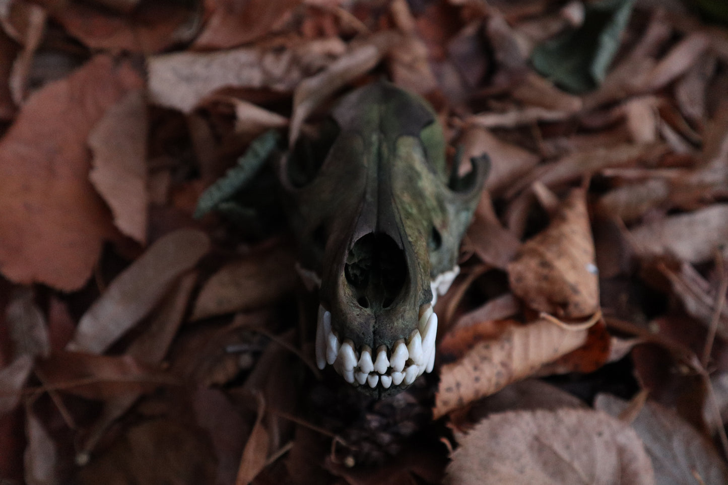 Ancient Grove Coyote Skull