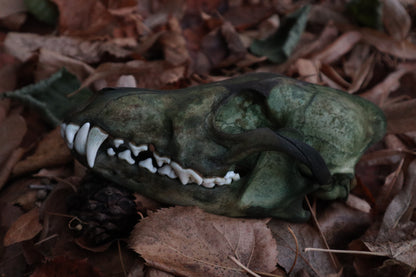 Ancient Grove Coyote Skull