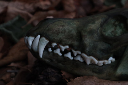 Ancient Grove Coyote Skull