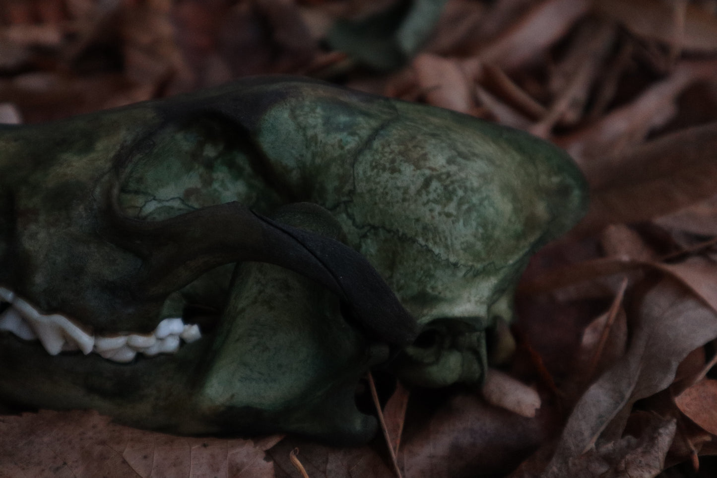 Ancient Grove Coyote Skull